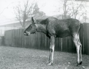 Ein junger Elchbulle mit Wunden von kürzlich abgeworfenen Geweihen steht in seinem Gehege im Londoner Zoo von Frederick William Bond