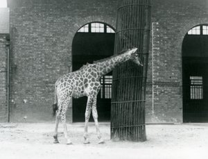 Eine junge weibliche Giraffe, die vor einem Baum im Gehege vor dem Giraffenhaus steht, Londoner Zoo