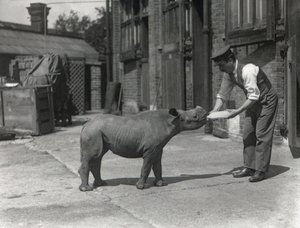 Ein afrikanisches Nashorn, Kathlene, und Wärter Harry Warryck im ZSL London Zoo, September 1928 von Frederick William Bond