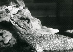 Ein amerikanischer Alligator ruht in einem Pool und schaut zu den Felsen am Rand des Pools, Londoner Zoo von Frederick William Bond