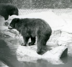 Ein Anden-Brillenbär balanciert auf einem Baumstamm in einem Wasserbecken, Londoner Zoo, Juni 1925