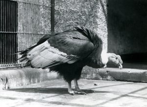 Ein Anden-Geier steht auf dem Boden seines Geheges im Londoner Zoo im Juli 1925 von Frederick William Bond