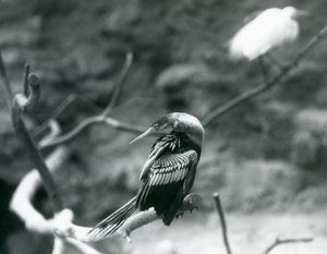 Ein Anhinga-Amerikanischer Schlangenhalsvogel sitzt auf einem Ast im Londoner Zoo im September 1927