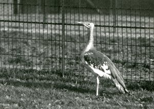 Eine Arabische Trappe in ihrem Gehege im Londoner Zoo, 1924 von Frederick William Bond