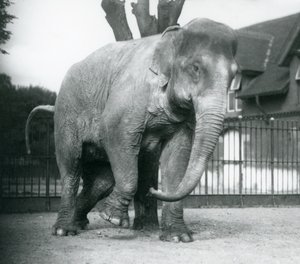 Ein asiatischer Elefant, der sich an einem toten Baum kratzt, Londoner Zoo von Frederick William Bond
