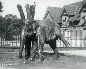 Ein asiatischer Elefant, der sich an einem toten Baum kratzt und auf drei Beinen balanciert, Londoner Zoo von Frederick William Bond