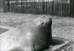Ein Elefantenrobbe ruht in ihrem Becken im Londoner Zoo im Jahr 1930