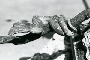 Ein Smaragdbaumboa, dessen Körper sich um einen Ast windet, London Zoo, Oktober 1928 von Frederick William Bond