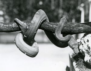 Ein Smaragdbaumboa, dessen Körper sich um einen horizontalen Ast windet, nach unten blickend, London Zoo, Oktober 1928 von Frederick William Bond