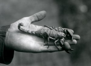 Ein Kaiserskorpion in der Hand eines Pflegers, Londoner Zoo, Oktober 1925 von Frederick William Bond