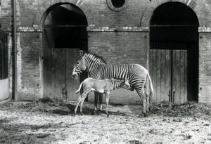 Ein gefährdeter Grevy-Zebra, stehend und ihr 4 Tage altes Fohlen fütternd, in ihrem Gehege im Londoner Zoo im August 1927 von Frederick William Bond