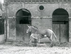 Eine gefährdete Grevy-Zebra-Stute füttert ihr Fohlen in ihrem Gehege im Londoner Zoo im Jahr 1927 von Frederick William Bond