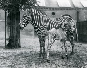 Ein gefährdeter Grevy-Zebra, stehend mit ihrem 4 Tage alten Fohlen, in ihrem Gehege im Londoner Zoo im August 1927 von Frederick William Bond