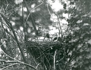 Ein Ibis sitzt auf seinem Nest im Londoner Zoo, 1924