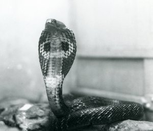 Eine indische Brillenschlange mit erhobenem Kopf und gespreizter Haube, London Zoo, Oktober 1925 von Frederick William Bond