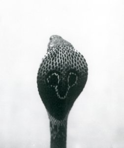 Eine indische Brillenschlange mit erhobenem Kopf und gespreizter Haube, London Zoo, Oktober 1925 von Frederick William Bond