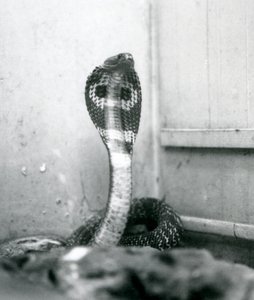 Eine indische Brillenschlange mit erhobenem Kopf und gespreizter Haube, Londoner Zoo, Oktober 1925 von Frederick William Bond