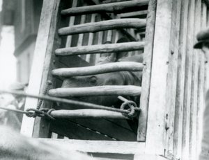 Ein indisches Nashorn schaut aus seiner Holzkiste bei der Ankunft im Londoner Zoo, 1924
