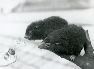Ein erwachsener und ein junger Westlicher Baumhyrax sitzen auf einem Ast und beugen sich zu einer Karottenspitze, die ihnen zum Fressen hingehalten wird, London Zoo