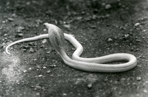 Eine Albino-Indische Brillenschlange mit erhobenem Kopf und gespreizter Haube, Londoner Zoo, September 1924 von Frederick William Bond