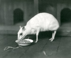Ein Albino-Javanischer Hirschmaus frisst aus einer Schüssel im Londoner Zoo im Jahr 1926