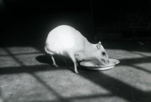 Ein Albino-Hirschferkel frisst aus einer Schale, Londoner Zoo, Dezember 1926