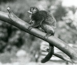 Ein gefährdeter Coquerel-Riesenmausmaki/Coquerel-Zwergmaki/Südlicher Riesenmausmaki ruht auf einem Ast im Londoner Zoo, Oktober 1929