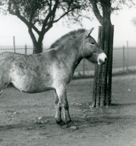 Ein gefährdetes Przewalski-Wildpferd steht in seinem Gehege im Londoner Zoo, Oktober 1927 von Frederick William Bond