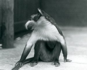 Ein gefährdeter Roloway-Affe sitzt auf dem Boden, schaut nach oben und hält seinen Schwanz, Londoner Zoo, 1927 von Frederick William Bond