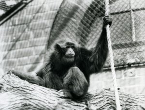 Ein gefährdeter Siamang-Gibbon, sitzend auf einem Baumstamm, haltend ein Seil, Londoner Zoo, 1927 von Frederick William Bond