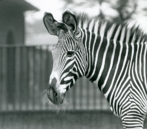 Ein weibliches/jenny gefährdetes Grevy-Zebra, Londoner Zoo, Juli 1926 von Frederick William Bond
