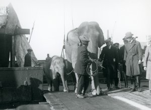 Asiatische Elefanten steigen von einem Boot auf dem Weg zum London Zoo, 1927 von Frederick William Bond