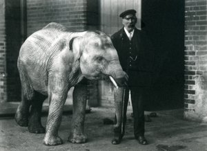 Baby-Asiatischer Elefant mit Wärter Charles Eyles, Londoner Zoo, November 1915