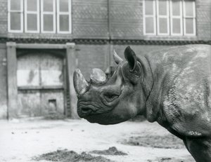 Eliza, ein weibliches Spitzmaulnashorn, Londoner Zoo