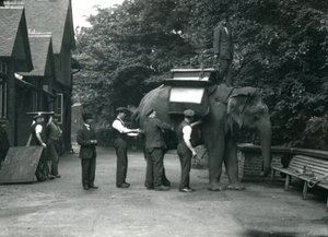 Weiblicher asiatischer Elefant 