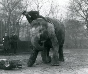Weiblicher asiatischer Elefant, Indiarani, bewegt Holz mit ihrem Rüssel, während ihr Wärter auf ihrem Rücken sitzt und sie dirigiert und zwei andere Personen zuschauen, London Zoo, 1925