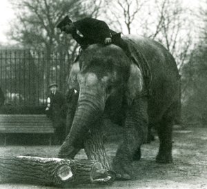 Weiblicher Asiatischer Elefant Indiarani bewegt Holz mit ihrem Rüssel, während ihr Pfleger auf ihrem Rücken sitzt und sie dirigiert, London Zoo, 1925