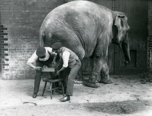 Weiblicher Asiatischer Elefant Sundermalah lässt sich von ihren Wärtern die Füße trimmen, Londoner Zoo, August 1926