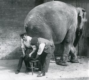 Weiblicher Asiatischer Elefant lässt sich von ihren Wärtern die Füße trimmen, Londoner Zoo, August 1926