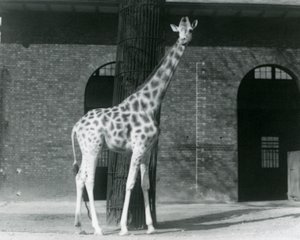 Weibliche Giraffe 