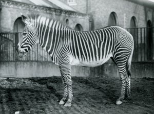 Weibliches Grevy-Zebra, oder Kaiserliches Zebra, Jennie steht in ihrem Gehege im Londoner Zoo, 1927