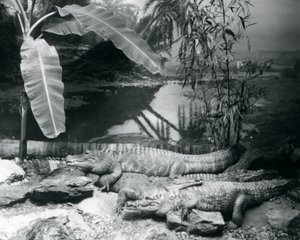 Vier Alligatoren in einer Panoramaszene mit einem Bananenbaum, im London Zoo im Jahr 1929 (s/w Foto) von Frederick William Bond