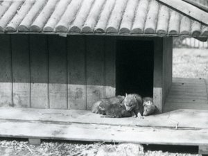 Vier Kojotenwelpen ruhen am Eingang ihres Baus, London Zoo