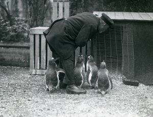 Eselspinguine mit Pfleger Albert White, London Zoo, ca. 1914