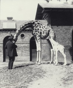 Giraffe mit 3 Tage altem Baby und Pfleger im Londoner Zoo, 1914