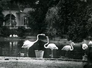 Große Flamingos auf ihrem See im Londoner Zoo 1924 von Frederick William Bond