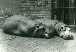 Flusspferde Bobbie und Joan liegen in ihrem Gehege im Londoner Zoo, Juli 1923 (Schwarz-Weiß-Foto) von Frederick William Bond