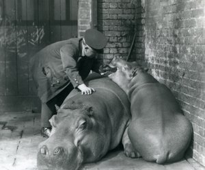 Nilpferde Joan und Jimmy im Londoner Zoo im Jahr 1927