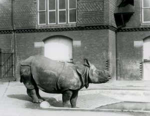 Indisches Nashorn Felix steht am Rand seines Pools im Londoner Zoo im Jahr 1927 von Frederick William Bond
