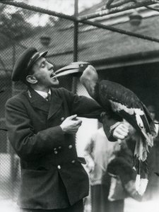 Tierpfleger T. Raggett füttert einen Großen Indischen Hornvogel mit einer Frucht, die er im Mund hält. Londoner Zoo 1924